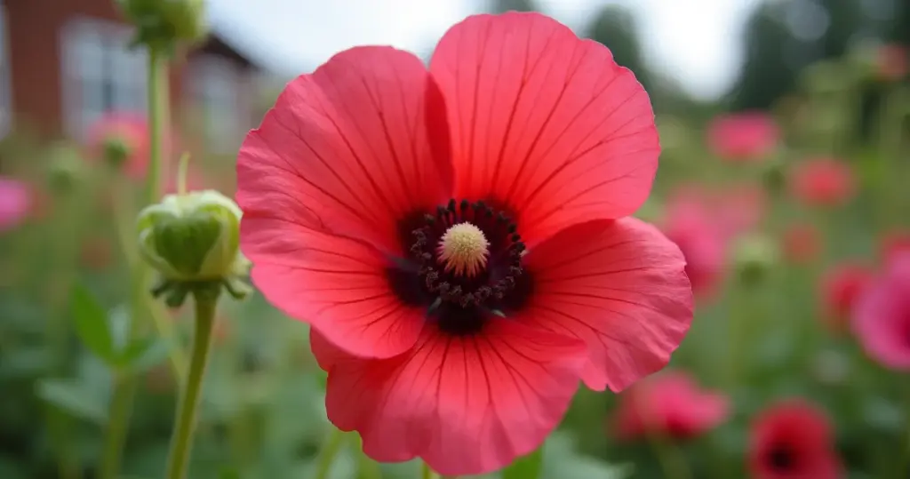 Como Plantar Malva e Cuidados: Flores Incríveis Fáceis!