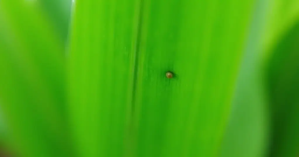 Controle de Tripes na Horta: O Segredo Para Folhas Saudáveis